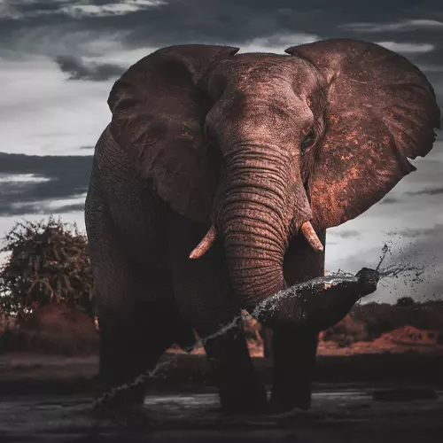 sagittarius-voyage-solidaire-observation-animaux-sauvages-afrique-sud